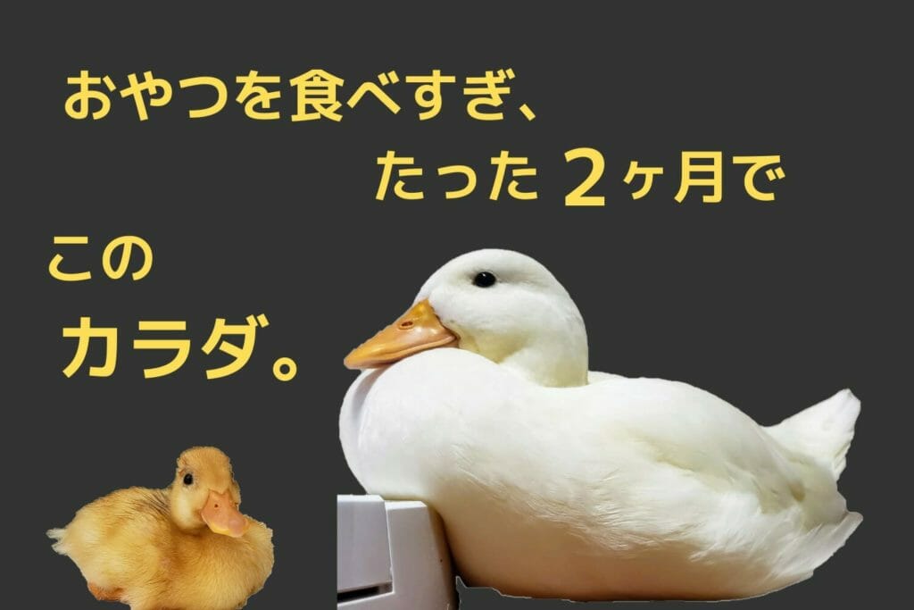 もちぷる新感触がたまらない！コールダックの飼い方【かわいい写真つき】