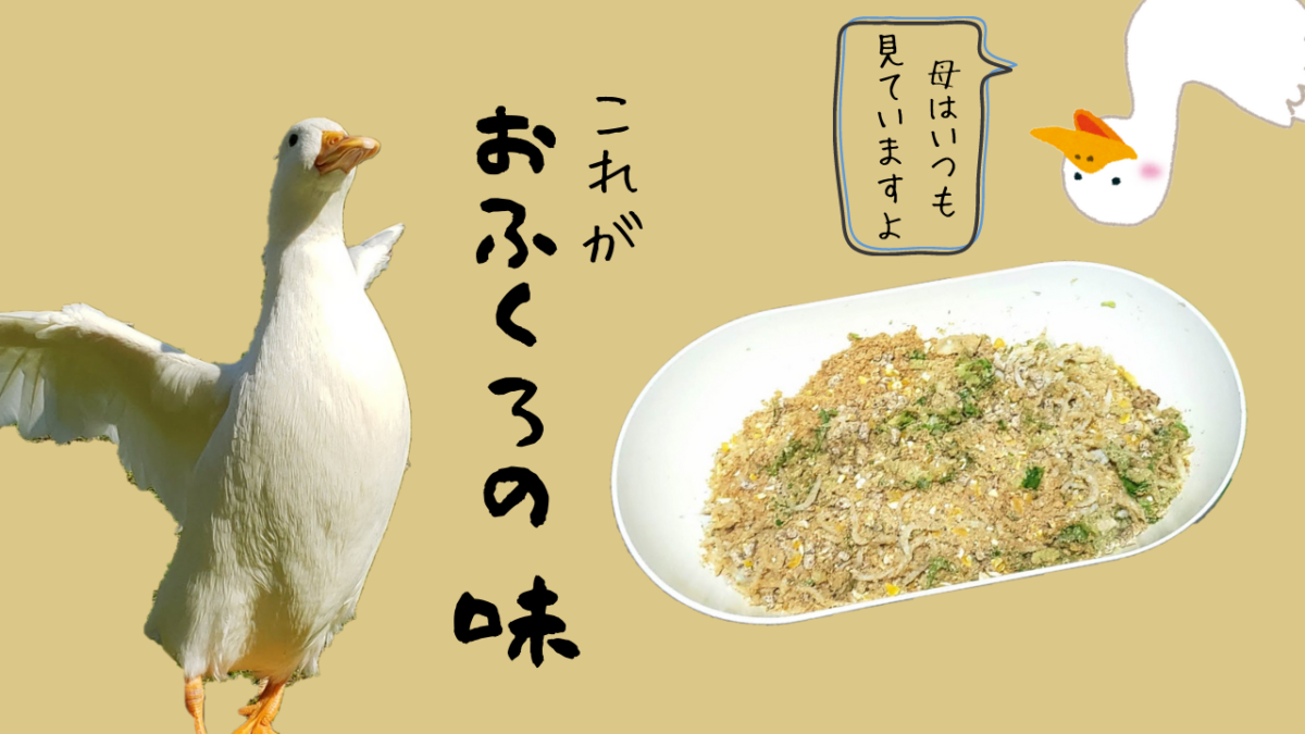 「コールダックの餌って魚？」そう思っているそこのあなた！実は野菜なんです【魚も食べるよ】