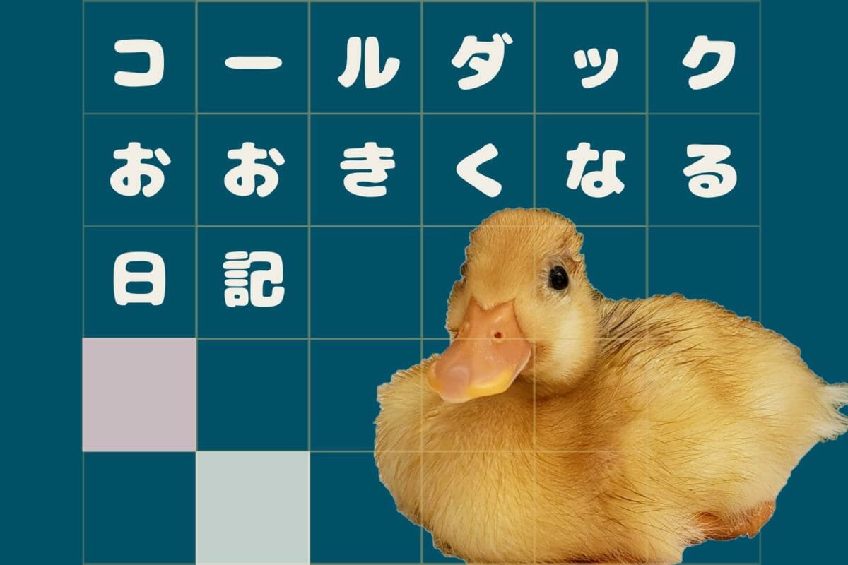 全人類をキュンとさせる、生後2週間～1ヵ月のコールダックのヒナの成長日記
