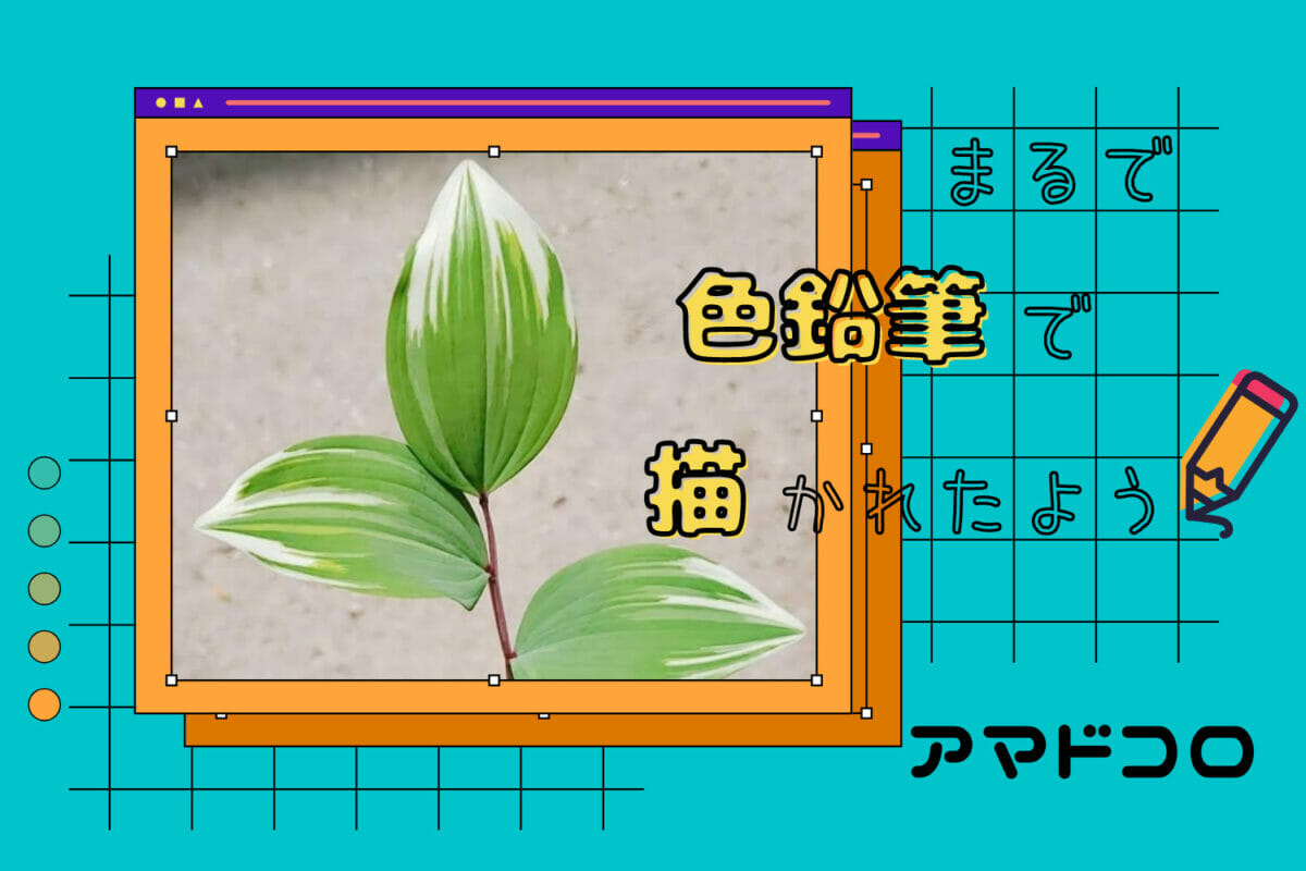 まるで色鉛筆で描いたかのような斑の入り方をしたアマドコロさん