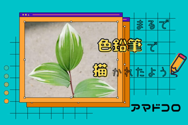 まるで色鉛筆で描いたかのような斑の入り方をしたアマドコロさん