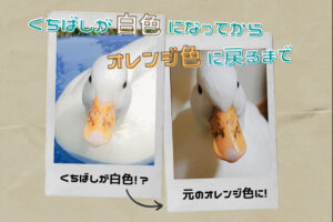 コールダックのくちばしが白色に!?原因と、元の色に戻すまで