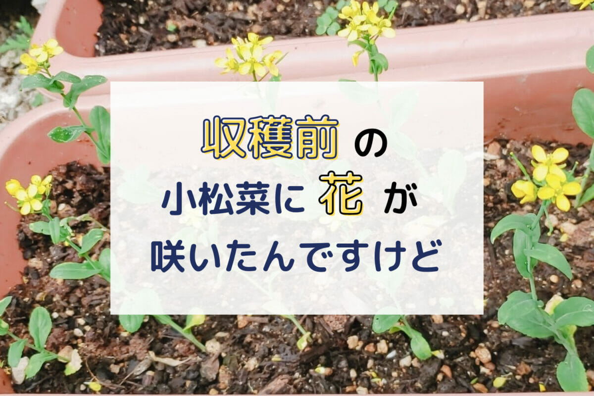 収穫前の10㎝しかない小松菜に花がもう咲いてしまったんですけど