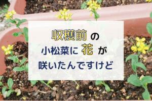 収穫前の10㎝しかない小松菜に花がもう咲いてしまったんですけど