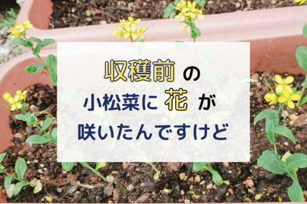 収穫前の10㎝しかない小松菜に花がもう咲いてしまったんですけど