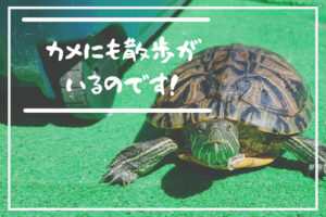 亀が暴れる原因は運動不足？散歩してみたらすぐに効果が出ました