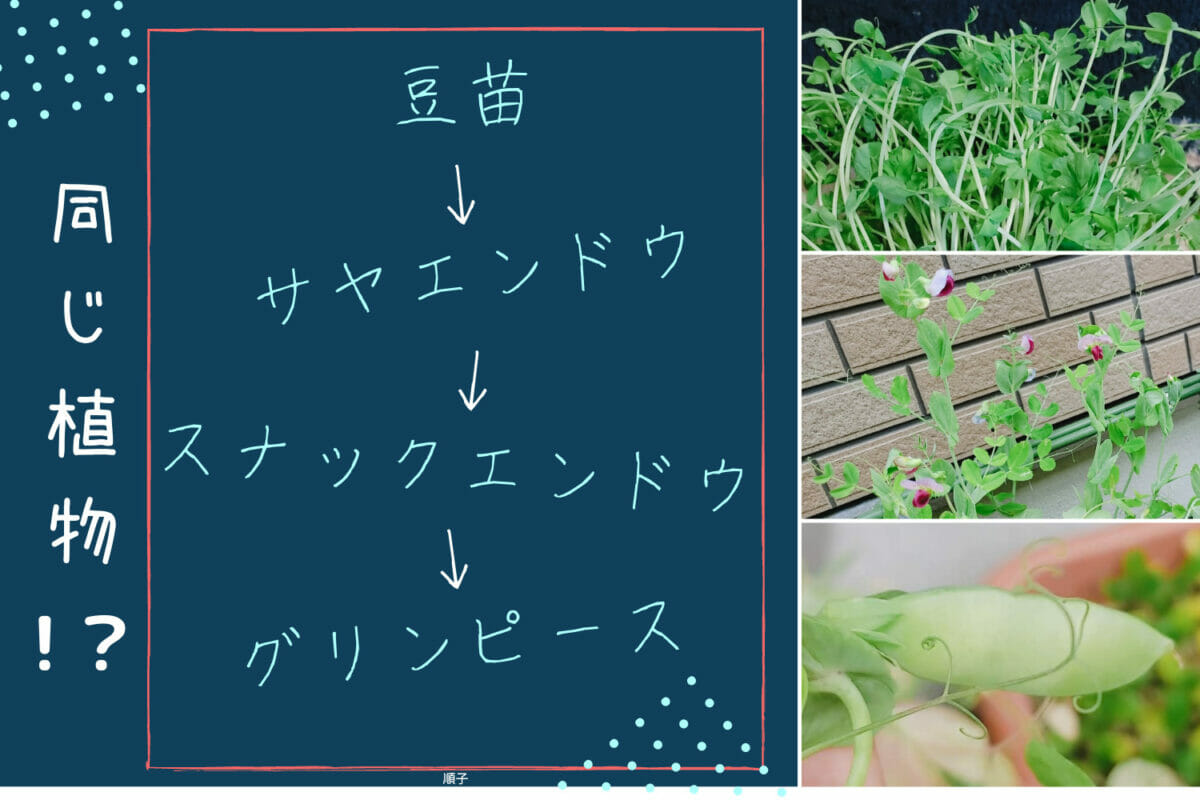 豆苗を植えたら、サヤエンドウができて、グリンピースになった話