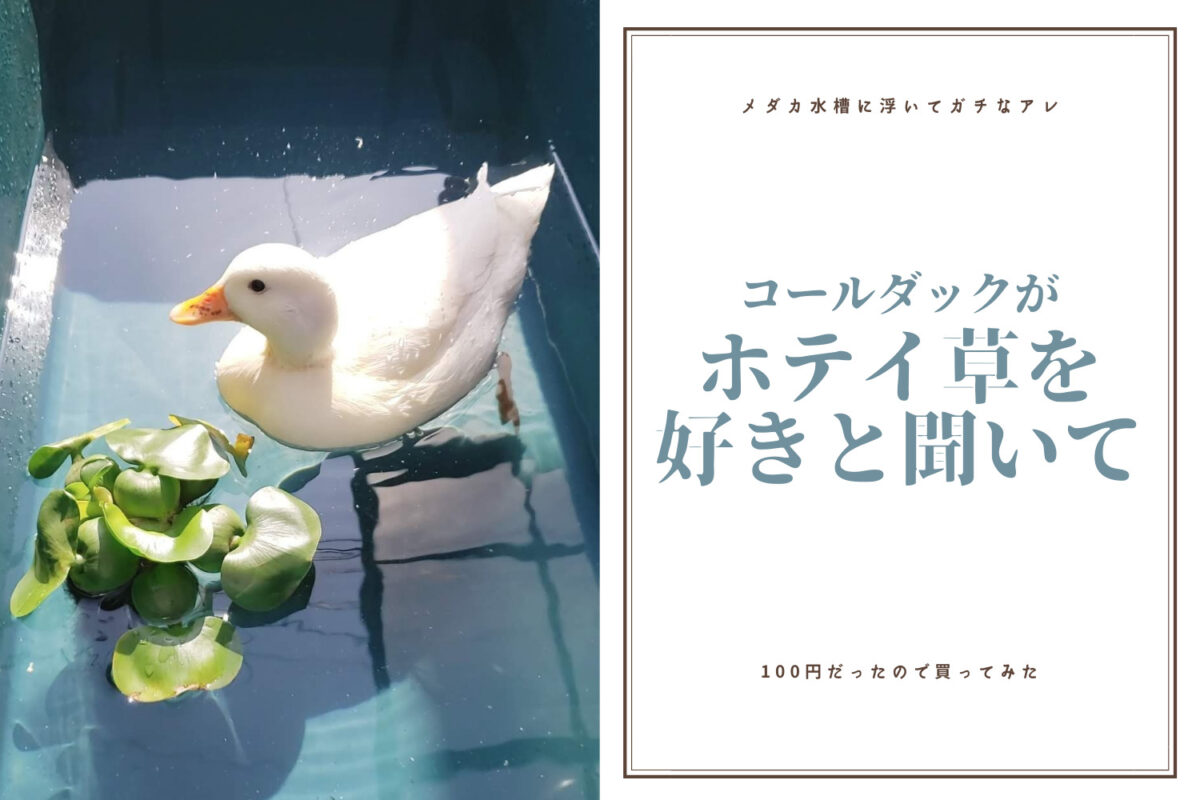 メダカ水槽でよく見るホテイ草がコールダックの好物らしいので買って浮かせてみた