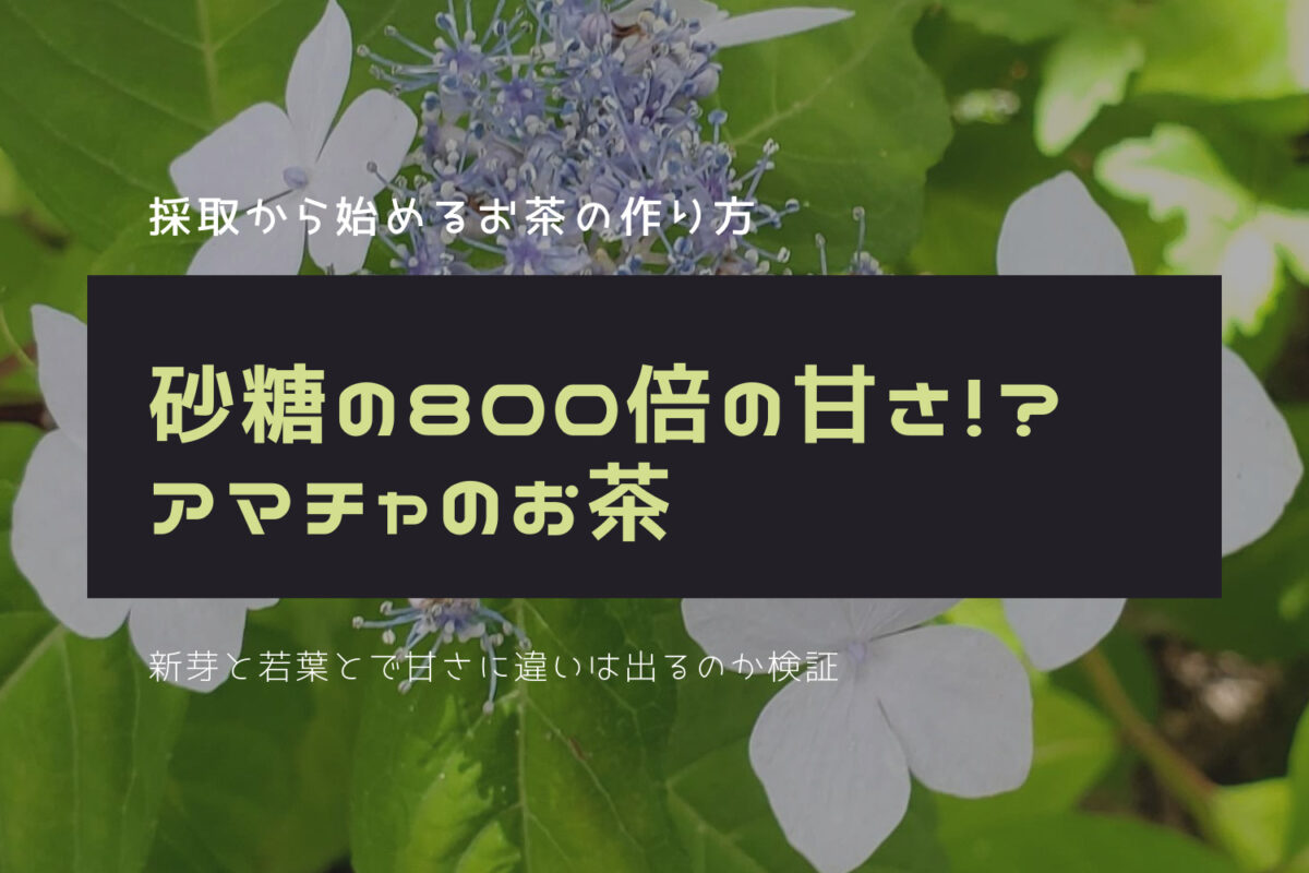 砂糖の800倍の甘さ！？アマチャは新芽と若葉で甘さは違うのか｜作り方と検証