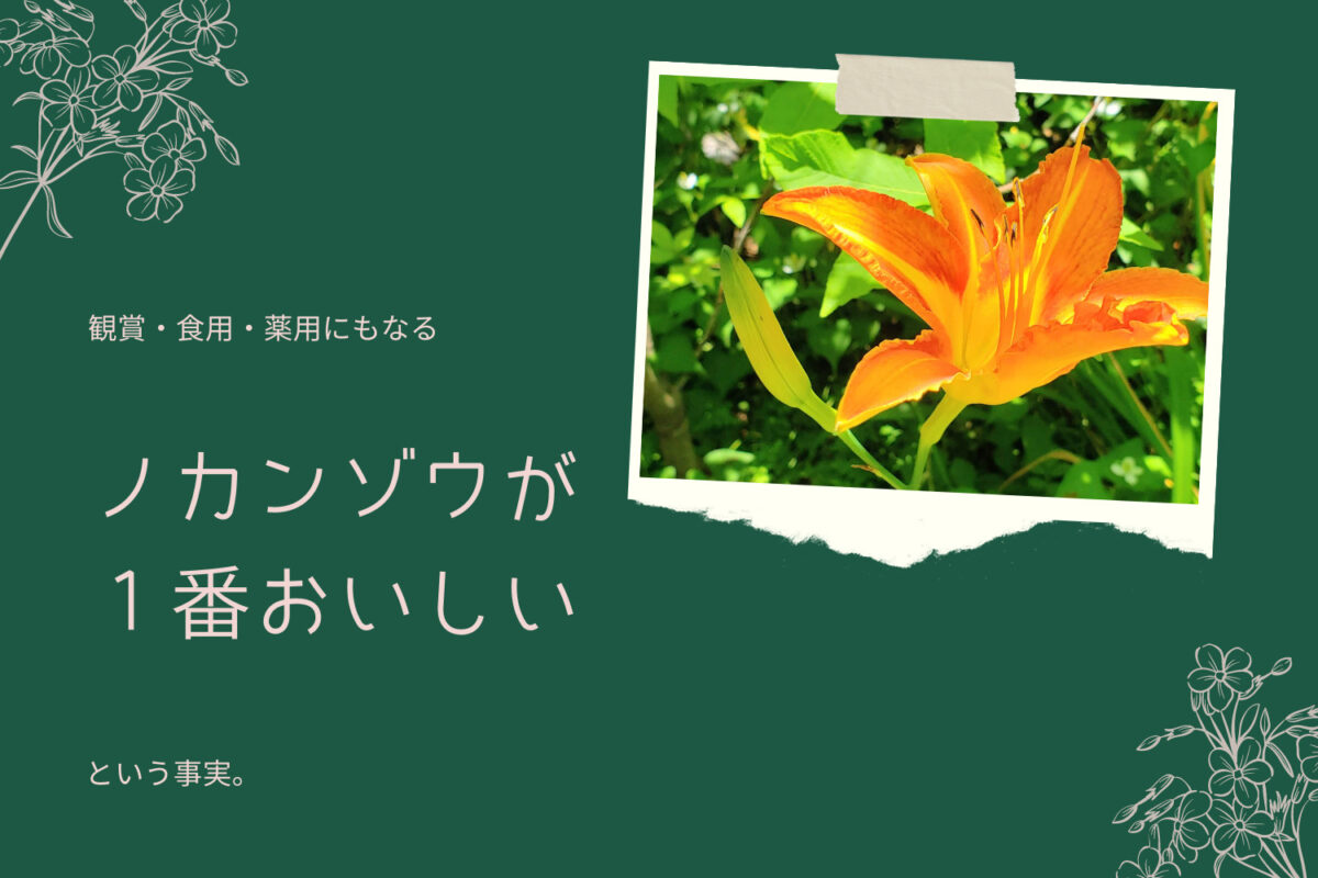観賞・食用・薬用全部込みな植物カンゾウを食たら１番おいしかった