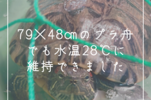 カメ水槽の隅々まで28℃を維持してくれるヒーターの選び方 60Lのプラ舟水槽でもできました