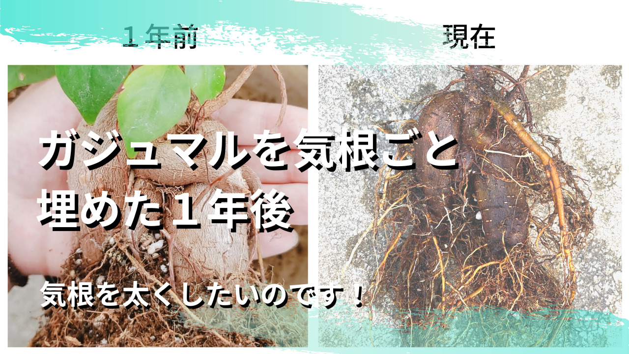 検証 ガジュマルを気根ごと植えて1年 本当に太くなったのか