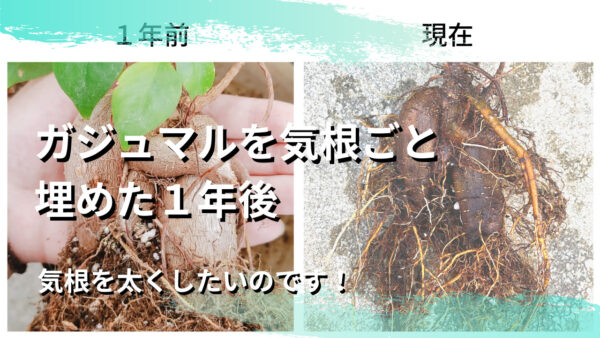 【検証】ガジュマルを気根ごと植えて1年。本当に太くなったのか?