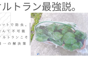 オルトランを1回使っただけで家庭菜園の虫除けがほぼ完璧になりました