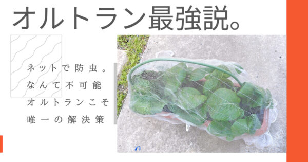 オルトランを1回使っただけで家庭菜園の虫除けがほぼ完璧になりました