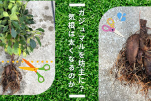 【検証】ガジュマルを坊主にすると気根が太くなる?切ってしまいました