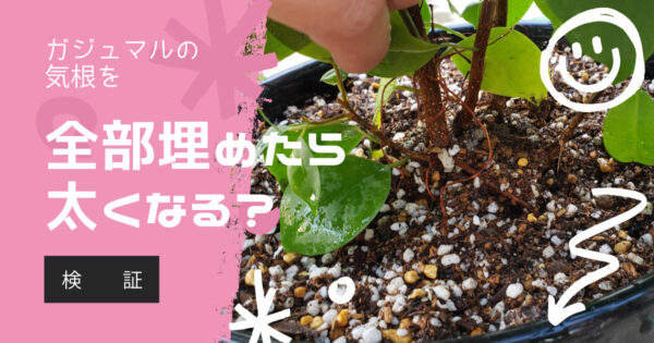 【検証】ガジュマルの気根を太くしたい!気根を全部植えてみました