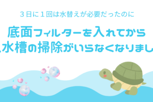 亀水槽に底面フィルターを入れて3カ月、大掃除がいらなくなりました