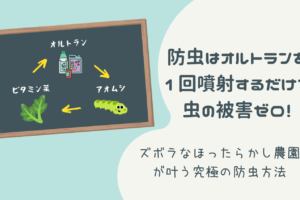 もう防虫に悩まなくていい!虫に食べられないノーストレスな家庭菜園ライフ