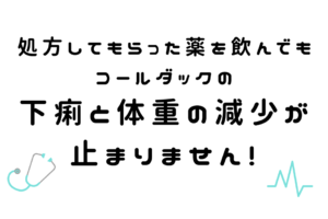 コールダックの下痢が治らず体重減。フンを検査して合う薬を教えてもらうことに