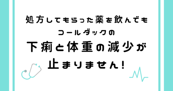 コールダックの下痢が治らず体重減。フンを検査して合う薬を教えてもらうことに