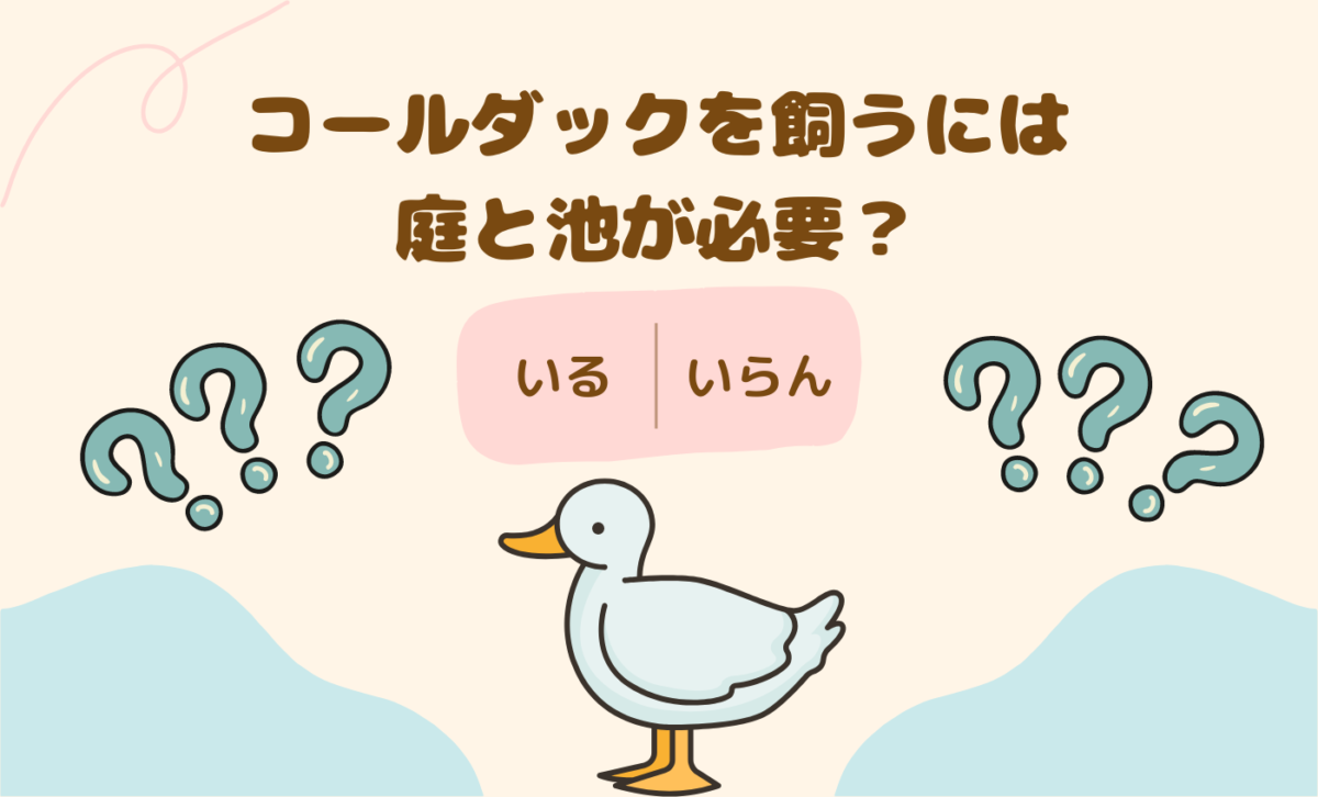 コールダックって庭と池がいるんでしょ？実は…。あなたはいくつ知っていますか？