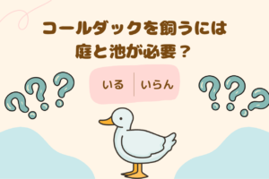 コールダックって庭と池がいるんでしょ?実は…。あなたはいくつ知っていますか?