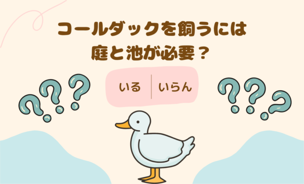 コールダックって庭と池がいるんでしょ？実は…。あなたはいくつ知っていますか？