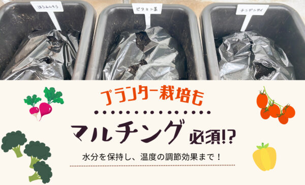 プランター家庭菜園のマルチングなしは非常識?夏は絶対必要!水やり問題解決