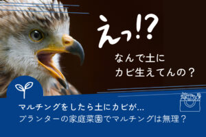 プランター家庭菜園のマルチングにカビが大量発生!水やりの方法を間違えたようです
