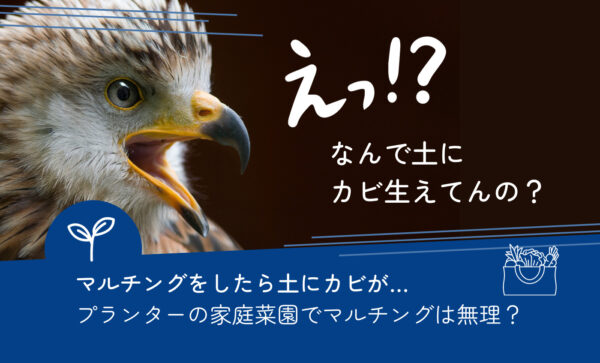 プランター家庭菜園のマルチングにカビが大量発生!水やりの方法を間違えたようです